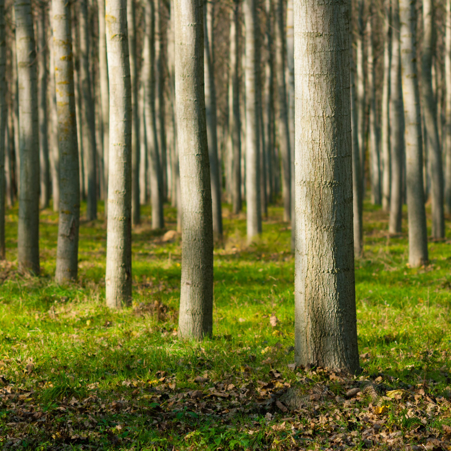 bois issu de forêts françaises gérées durablement